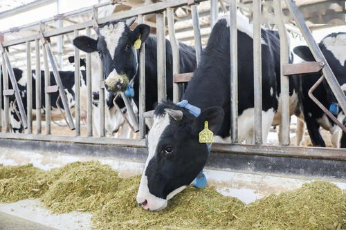 青島，雀巢為你傾倒——液體壁紙的藝術與生活